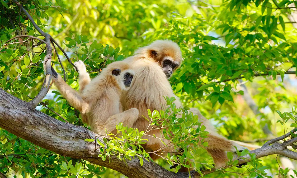 🐒 도키와 동물원 이미지 7